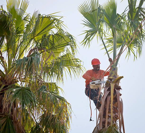 The Steps Involved in Our Tree Care Process in Dunn Loring, VA